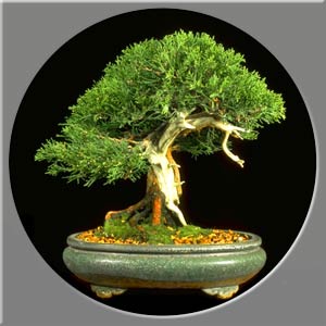 بونسای درخت هزار ستاره